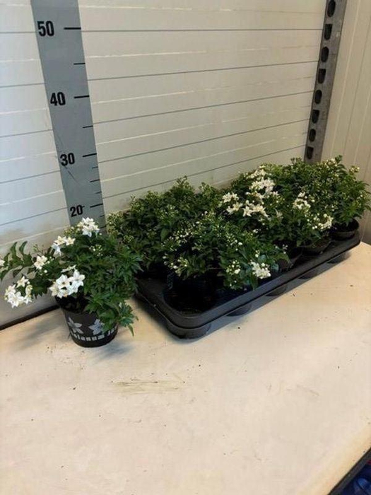 <h4>Solanum jasminoides</h4>