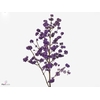 CALLI BO MAGI LILAC