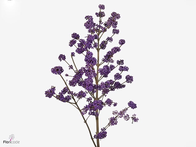 CALLI BO MAGI LILAC