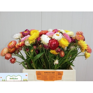 HELICHRYSUM SONSTIGE