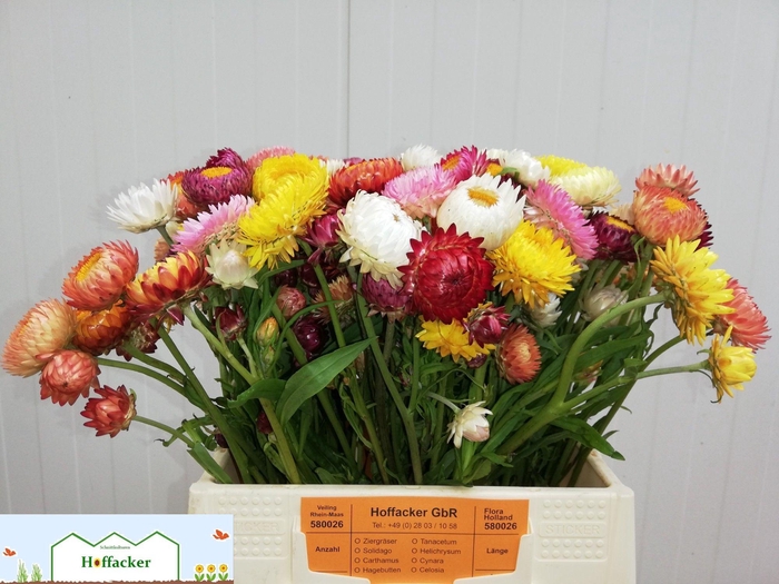 <h4>HELICHRYSUM SONSTIGE</h4>