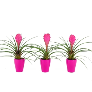 Tillandsia Cyanea in lila keramiek