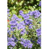 Caryopteris x clandonensis