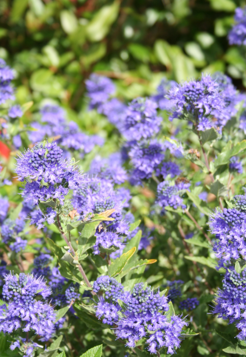 Caryopteris x clandonensis