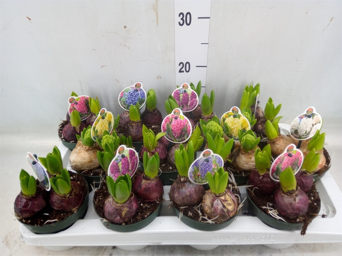 <h4>Hyacinthus orie.   ...</h4>