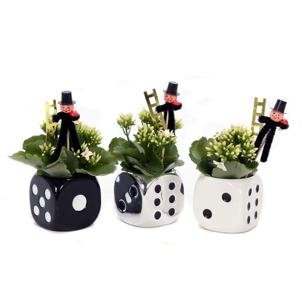 <h4>Kalanchoe dobbelsteen 6 cm met schoorsteen veger</h4>