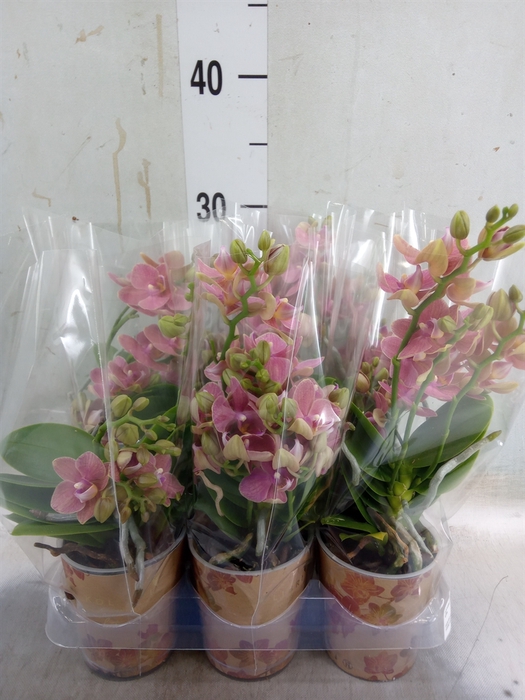 <h4>Phalaenopsis multi.   ...orange</h4>