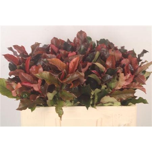 Photinia Magic Volcano