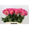 Dahlia Barbados
