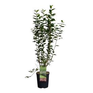 Ligustrum ovalifolium 80-100 cm c5 haag