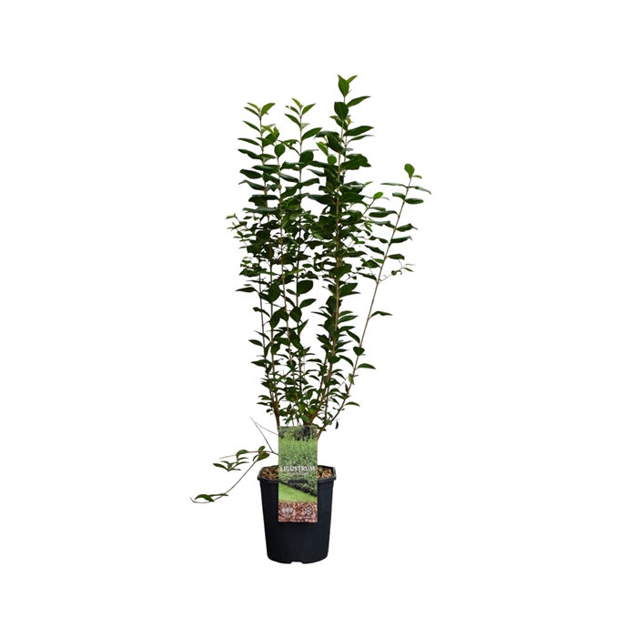 <h4>Ligustrum ovalifolium 80-100 cm c5 haag</h4>