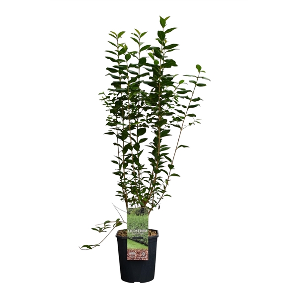 <h4>Ligustrum ovalifolium 80-100 cm c5 haag</h4>