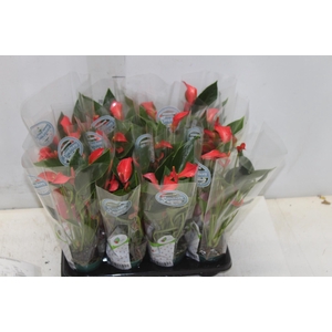 ANTHURIUM TRILLIONS RED P06
