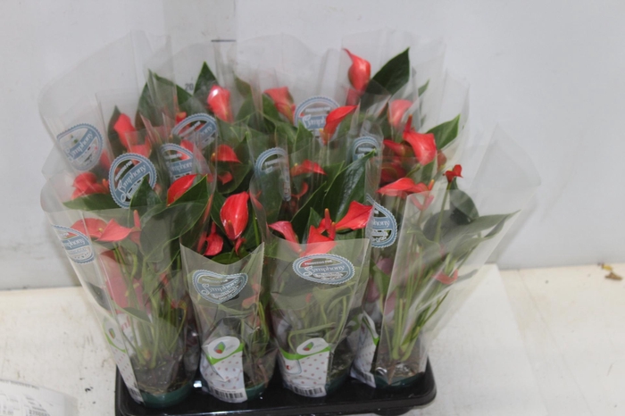 <h4>ANTHURIUM TRILLIONS RED P06</h4>