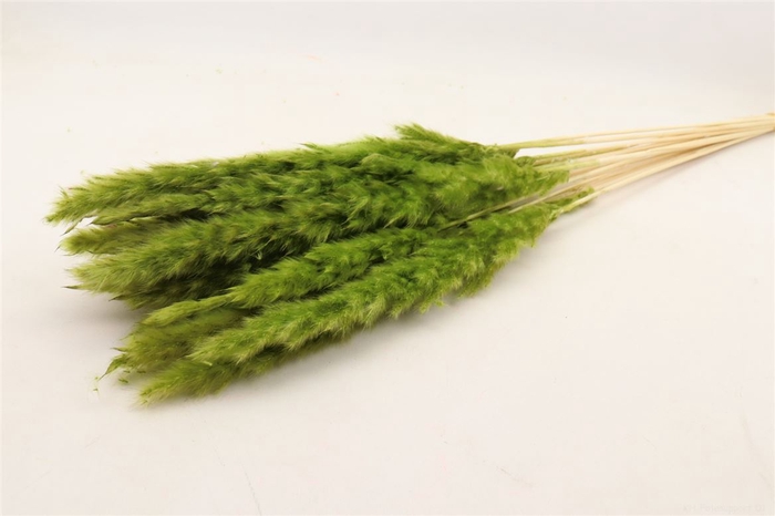 <h4>Bunch Fluffy Pampas  Slv 70g L75</h4>