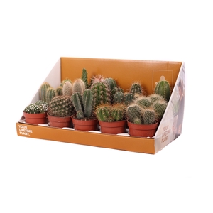 Cactus mix 10,5 cm in showdoos your lifetime plant