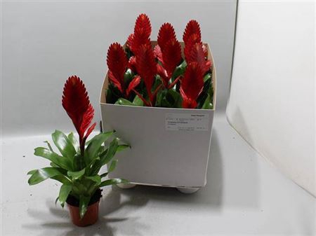<h4>Vriesea Christiane</h4>