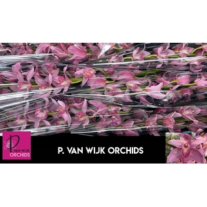 CYMB T ELLIO RO C290