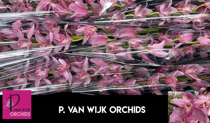 <h4>CYMB T ELLIO RO C290</h4>