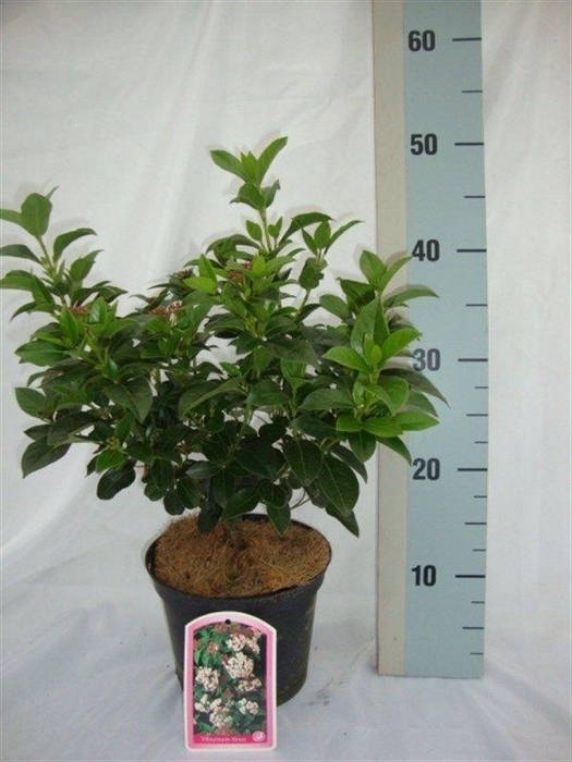 <h4>Viburnum tinus</h4>