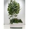 Cissus Rh Ellen Dan