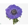Anemone Mistral Azzuro Blue
