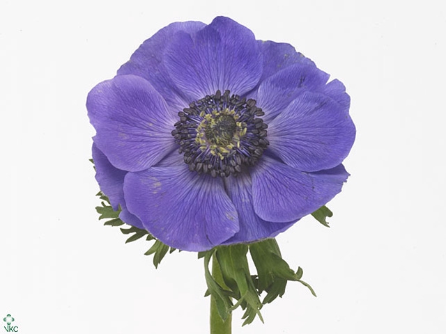 Anemone Mistral Azzuro Blue