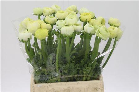 <h4>Ran Aazur Cream</h4>