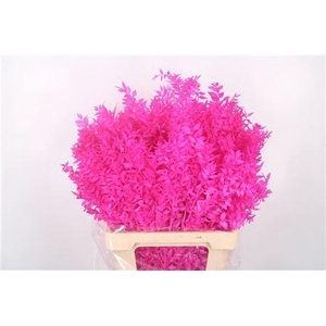 RUSCUS PAINTED HOT PINK