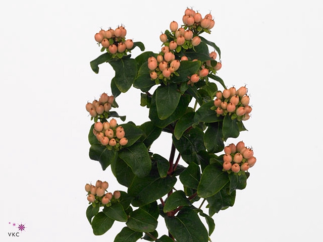 Hyp Magical Pink Fall