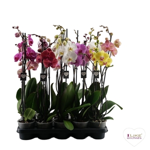 Phalaenopsis Supreme op ras mix - 2 tak 70cm
