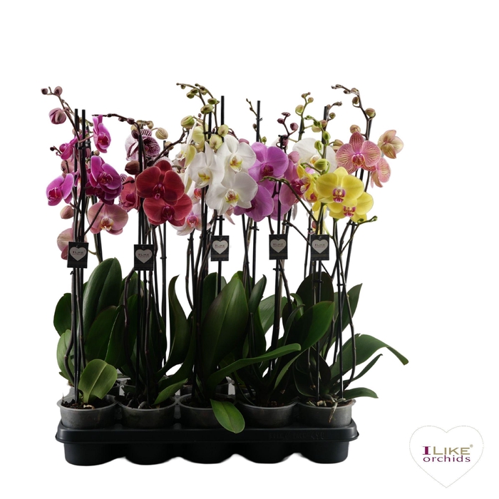 <h4>Phalaenopsis Supreme op ras mix - 2 tak 70cm</h4>