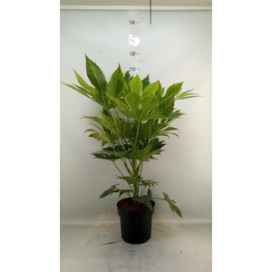 Fatsia japonica   ...