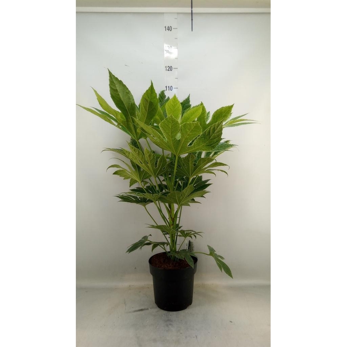 <h4>Fatsia japonica   ...</h4>