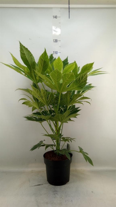 <h4>Fatsia japonica   ...</h4>