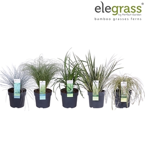 Grassen mix laag - Elegrass Hardy and Evergreen P14