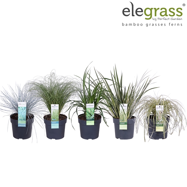 <h4>Grassen mix laag - Elegrass Hardy and Evergreen P14</h4>