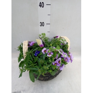 Arr.   Perkplanten L%