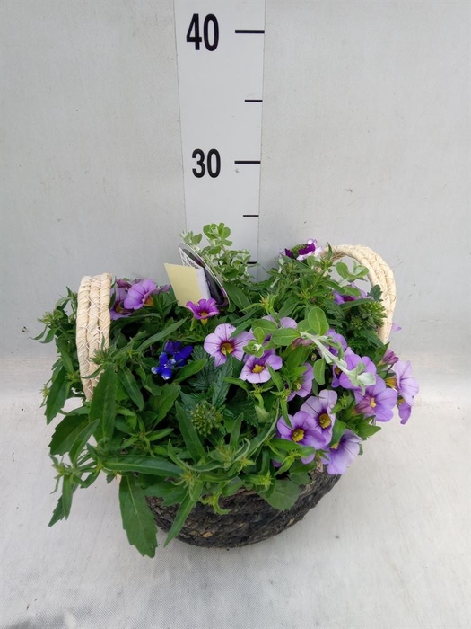 <h4>Arr. Perkplanten L%</h4>