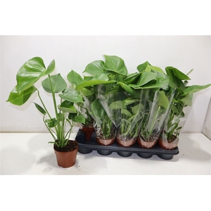 Monstera Ov