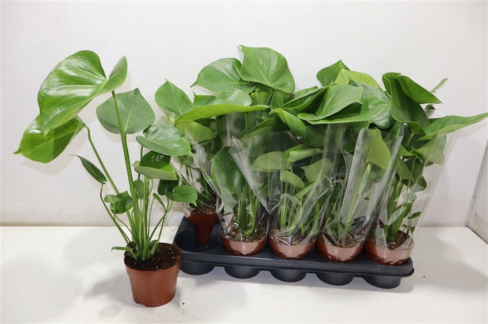 <h4>Monstera Ov</h4>