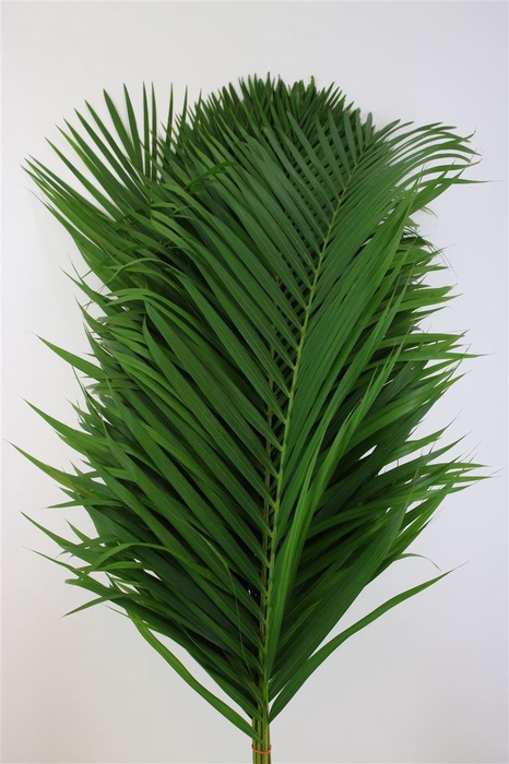 <h4>Cane Palm L120</h4>