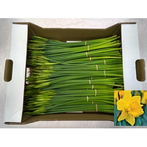 Narc T Dutch Mast Bs