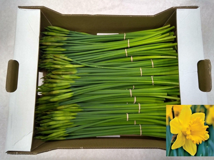 <h4>Narc T Dutch Mast Bs</h4>