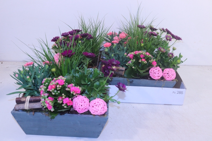 <h4>ARR TUINPLANTEN</h4>