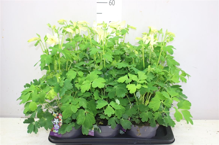 <h4>Aquilegia Earlybird Yellow</h4>