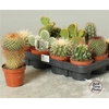 Cactus Ov