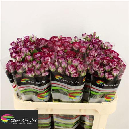 <h4>R Tr Space Blossoms</h4>