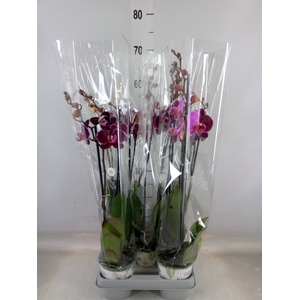 Phalaenopsis  'Ant Montpellier'