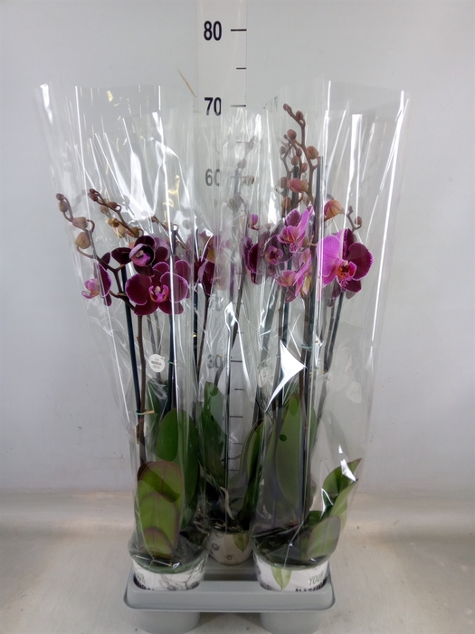 <h4>Phalaenopsis  'Ant Montpellier'</h4>